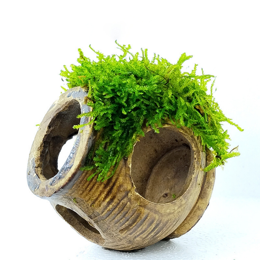 Aquarium cave with moss  第4张