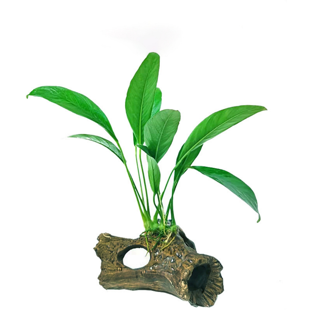 Aquarium cave with moss  第5张