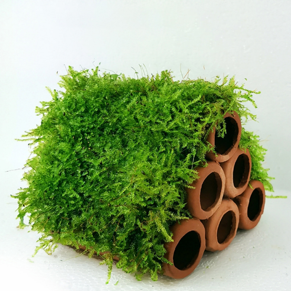 Aquarium cave with moss  第6张
