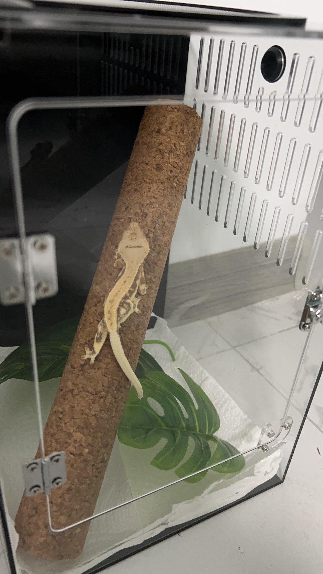 Acrylic Reptile Terrarium Box  第3张