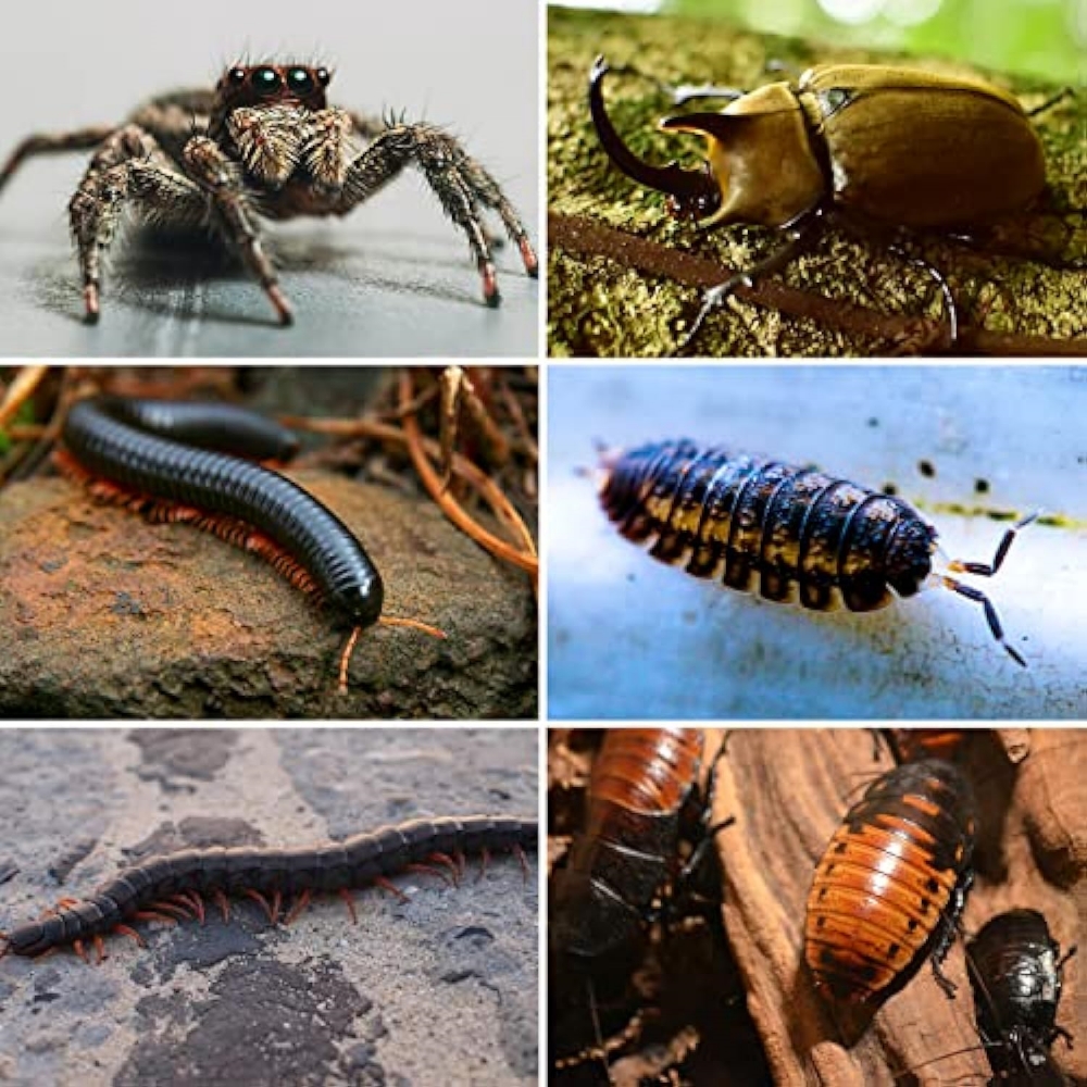 Magnetic Acrylic Reptile Terrarium 第6张-Jorbangpet