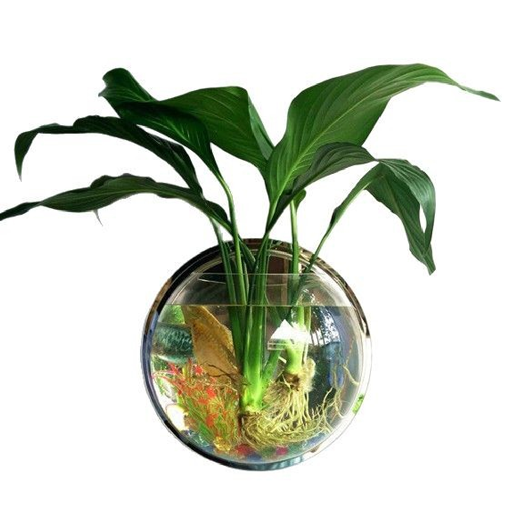 Wall-Mounted Acrylic Aquarium Vase - Self-Contained Aquatic Ecosystem with Live Plants & Tropical Fish 第5张-Jorbangpet