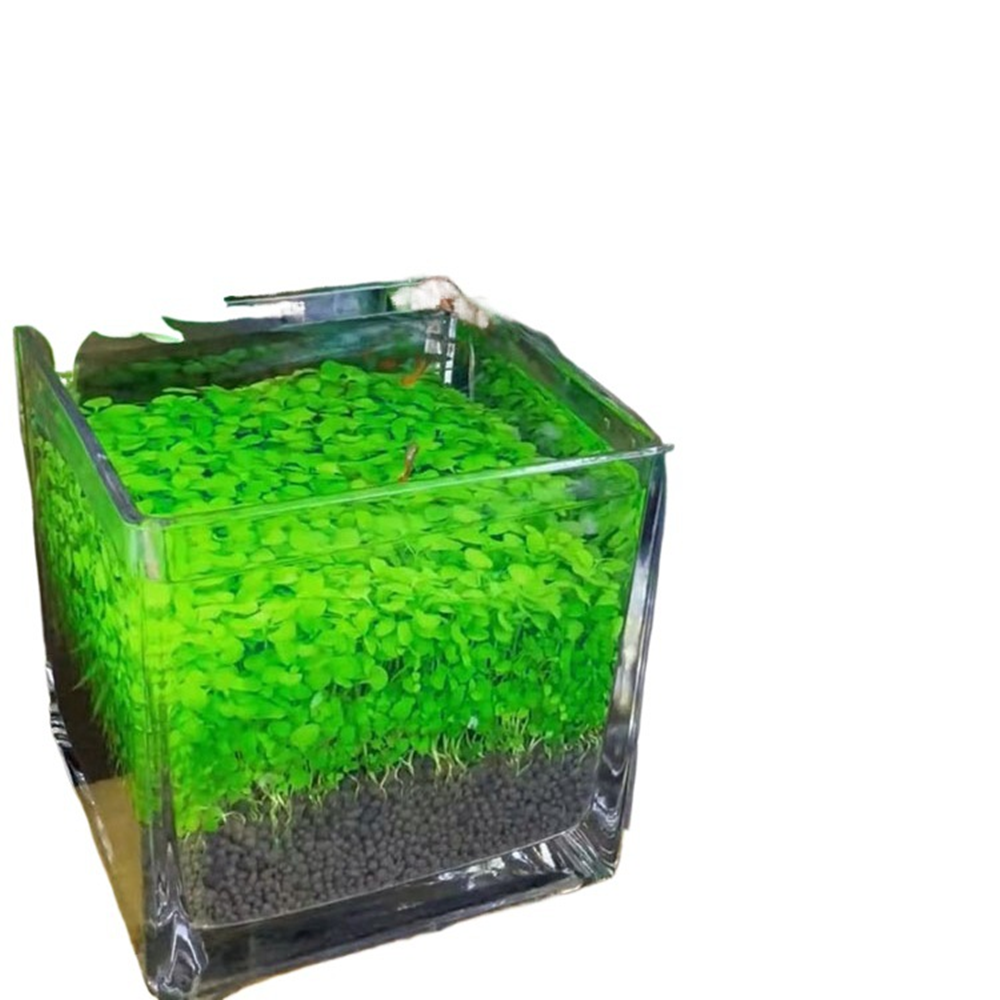 Desktop Glass Aquarium for Mini Turtle Fish Tank Decoration 第5张-Jorbangpet